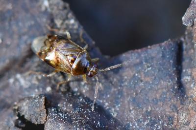 Deraeocoris lutescens