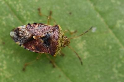 Elasmucha grisea