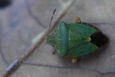 Palomena prasina