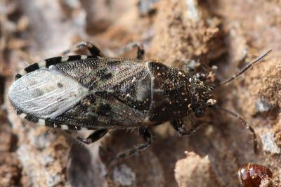 Heterogaster urticae