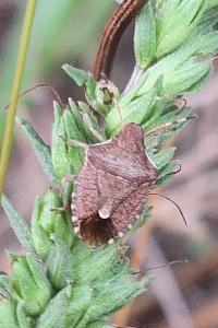 <i>Peribalus strictus</i>
