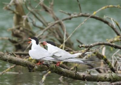Sterne pierregarin, adultes en plumage nuptial